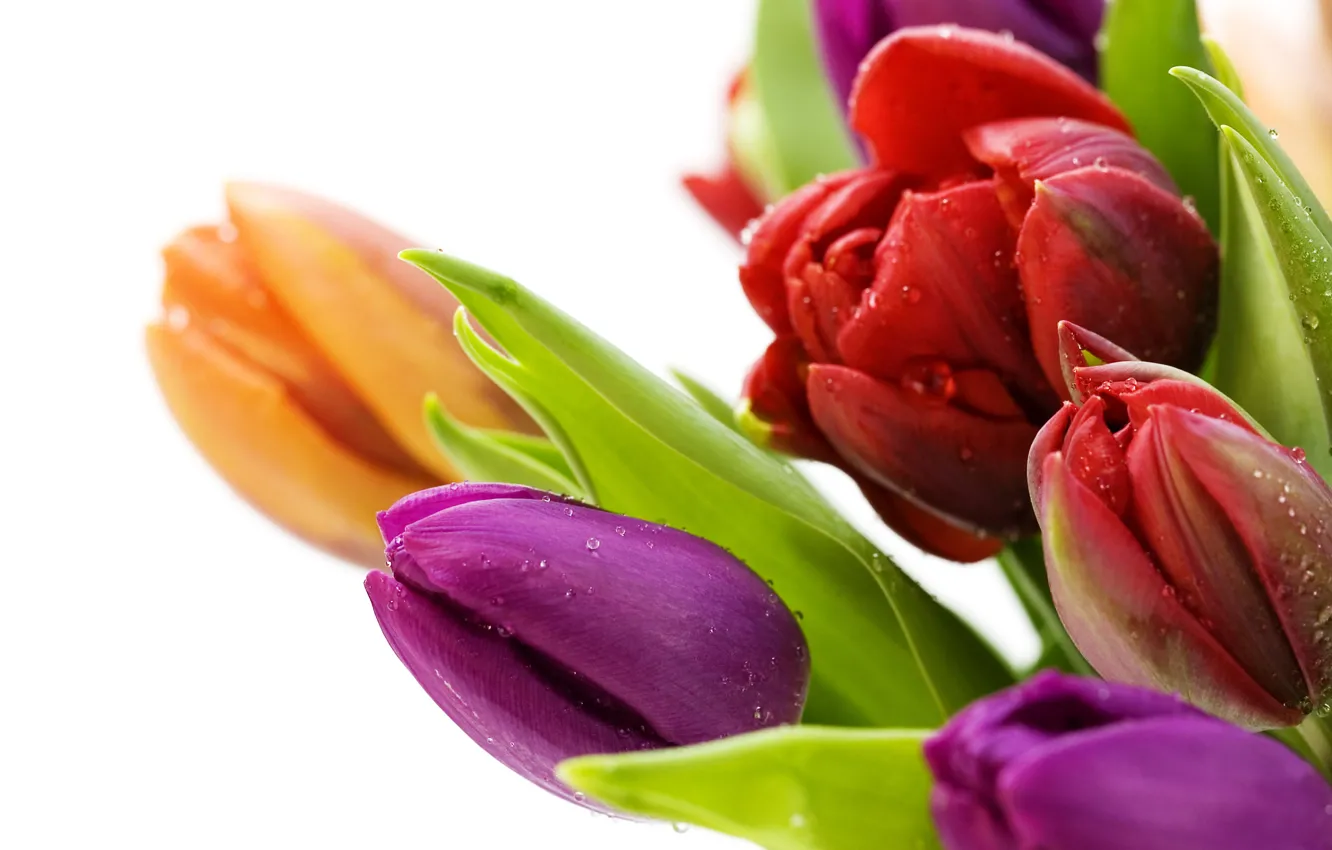 Photo wallpaper flowers, plant, tulips