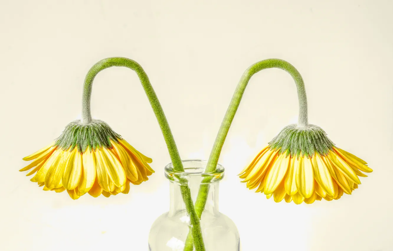 Photo wallpaper yellow, petals, gerbera