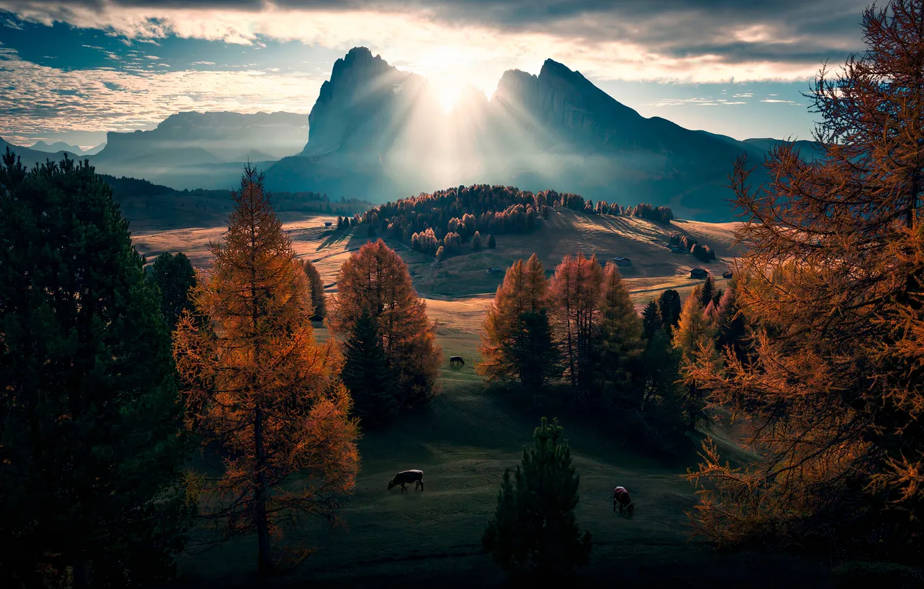Photo wallpaper mountains, cows, Alps, pasture