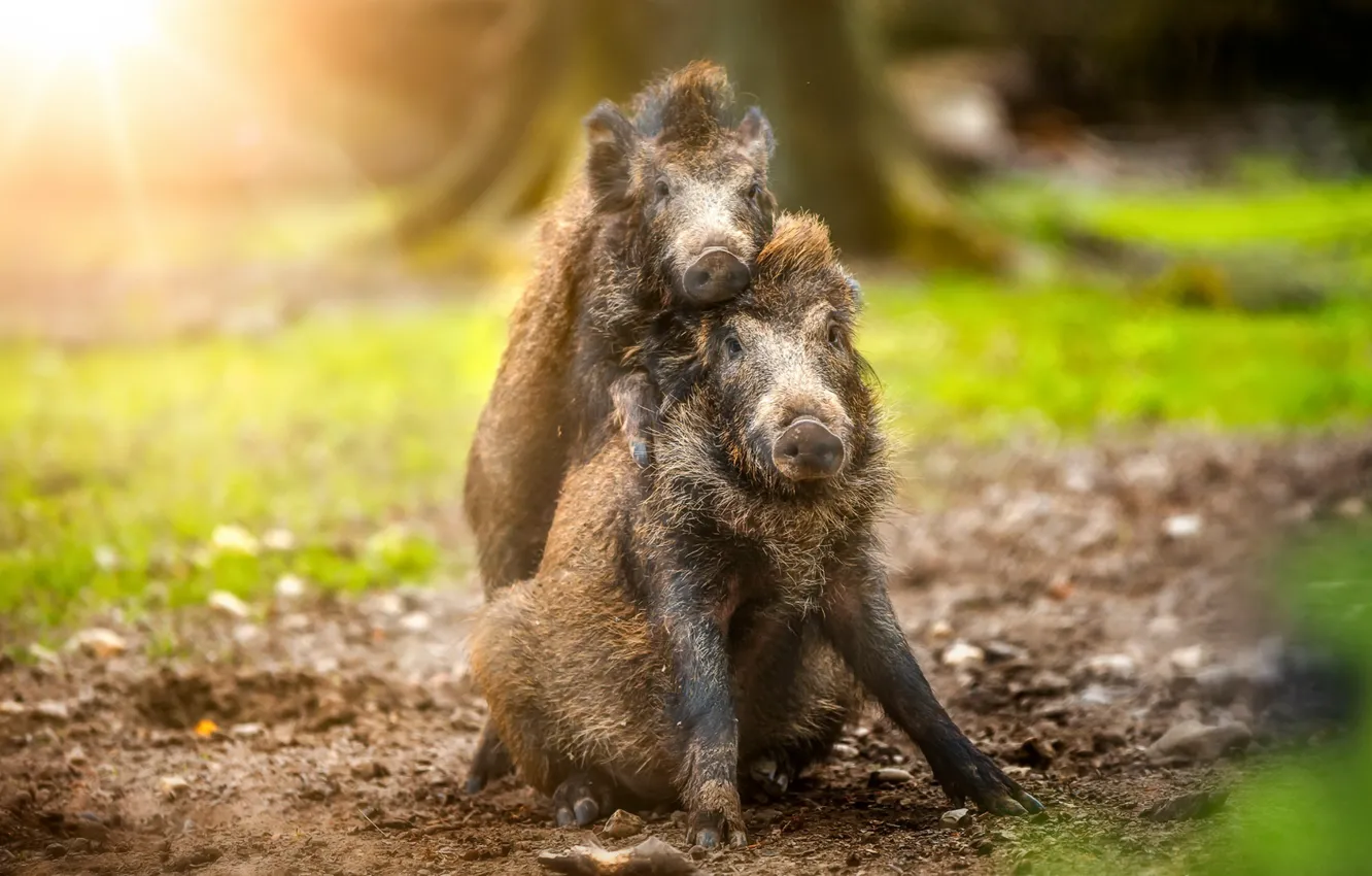 Photo wallpaper nature, background, boars