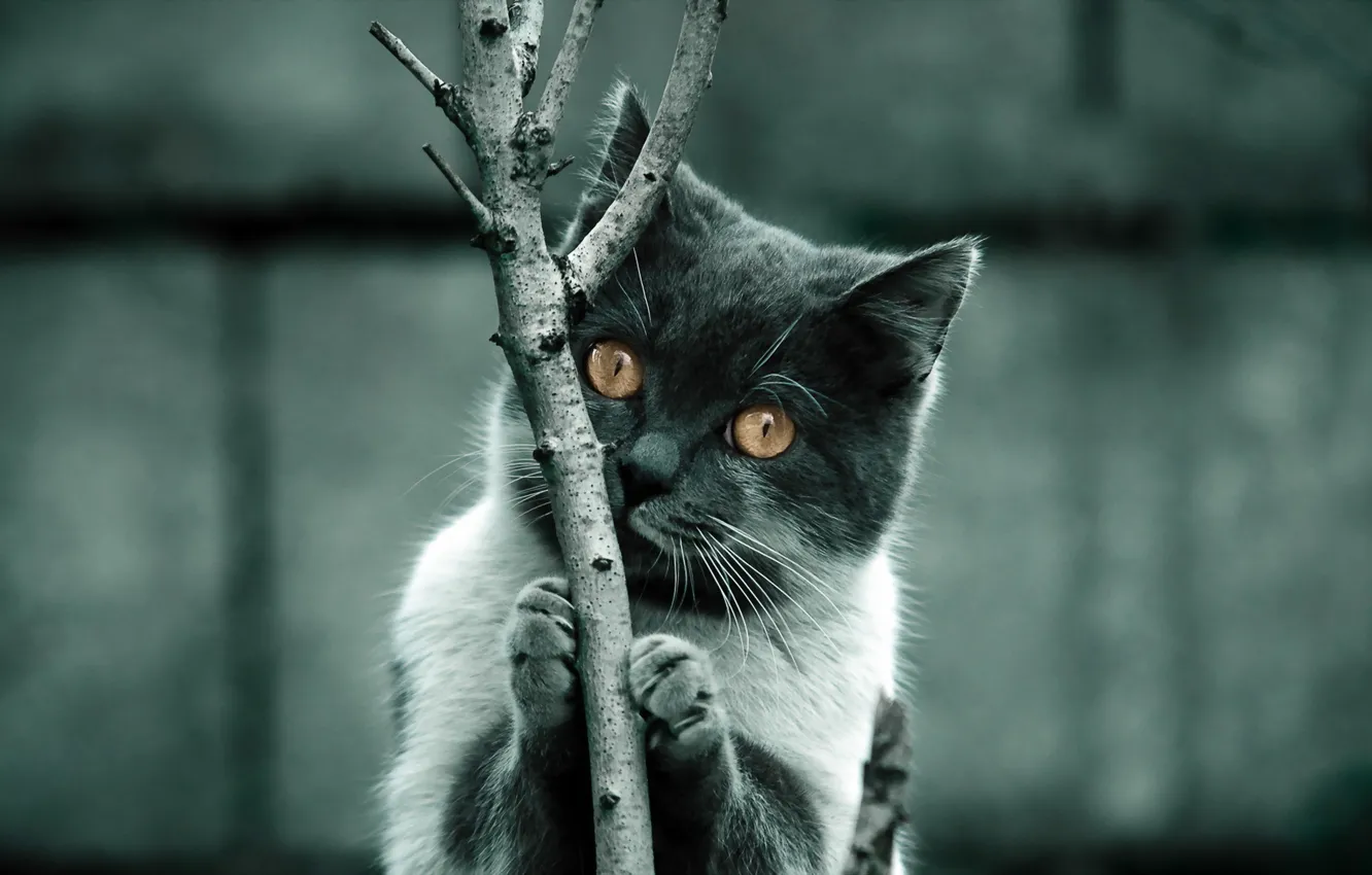 Photo wallpaper cat, look, background