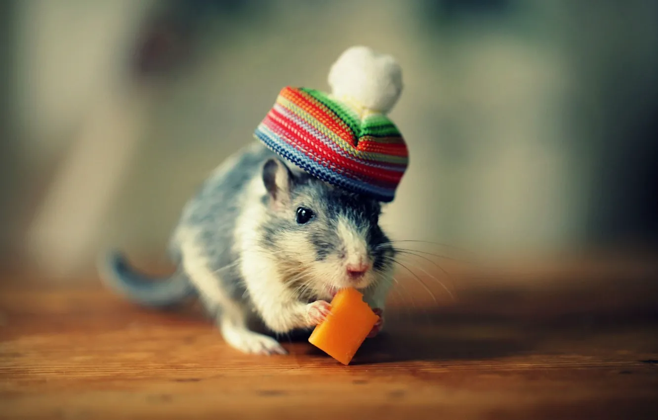 Photo wallpaper hat, cheese, rat