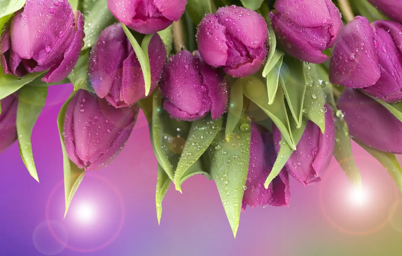 Photo wallpaper Graphics, Tulipany, Flowers