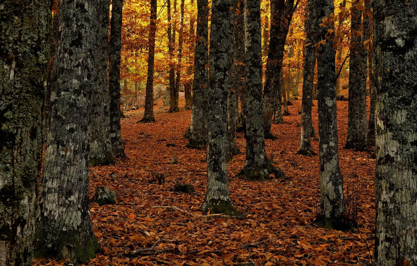 Photo wallpaper forest, trees, foliage, falling leaves