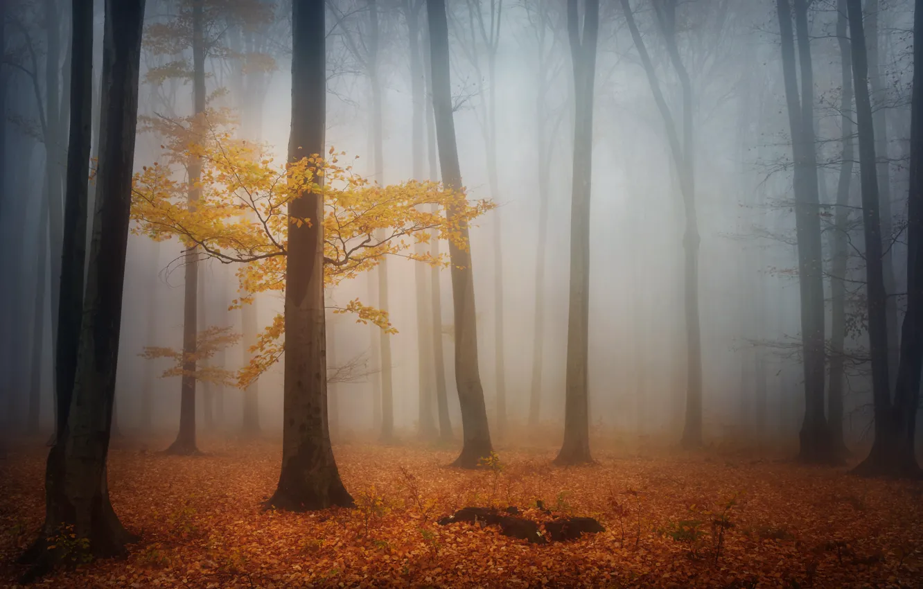 Photo wallpaper autumn, forest, trees, fog, foliage, morning