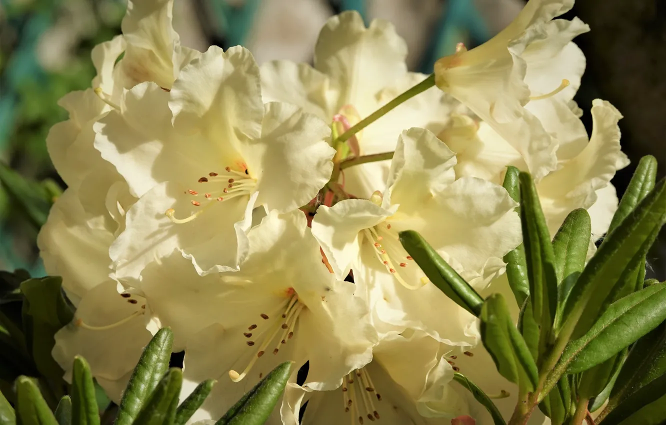Photo wallpaper macro, Azalea, rhododendrons