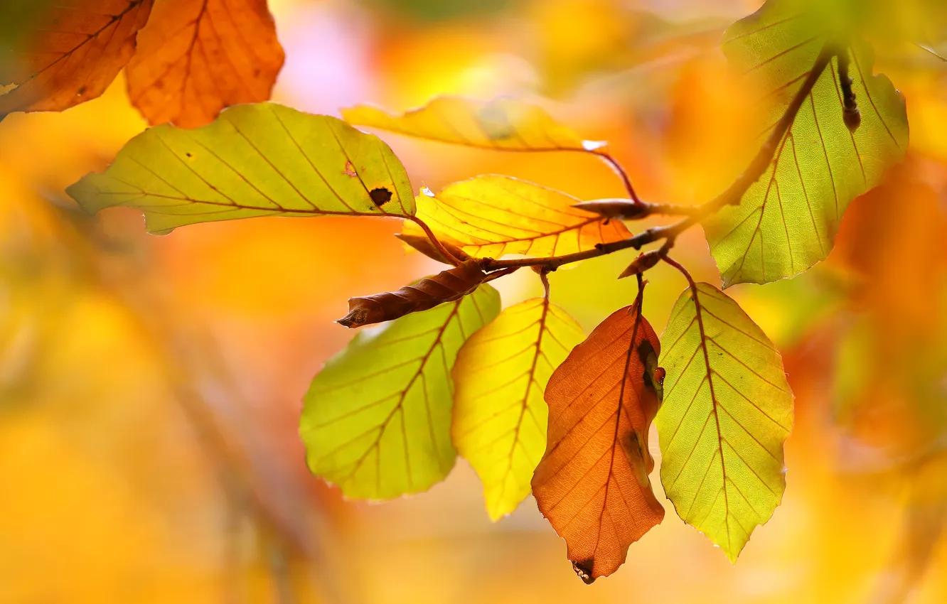 Photo wallpaper autumn, leaves, macro, branches