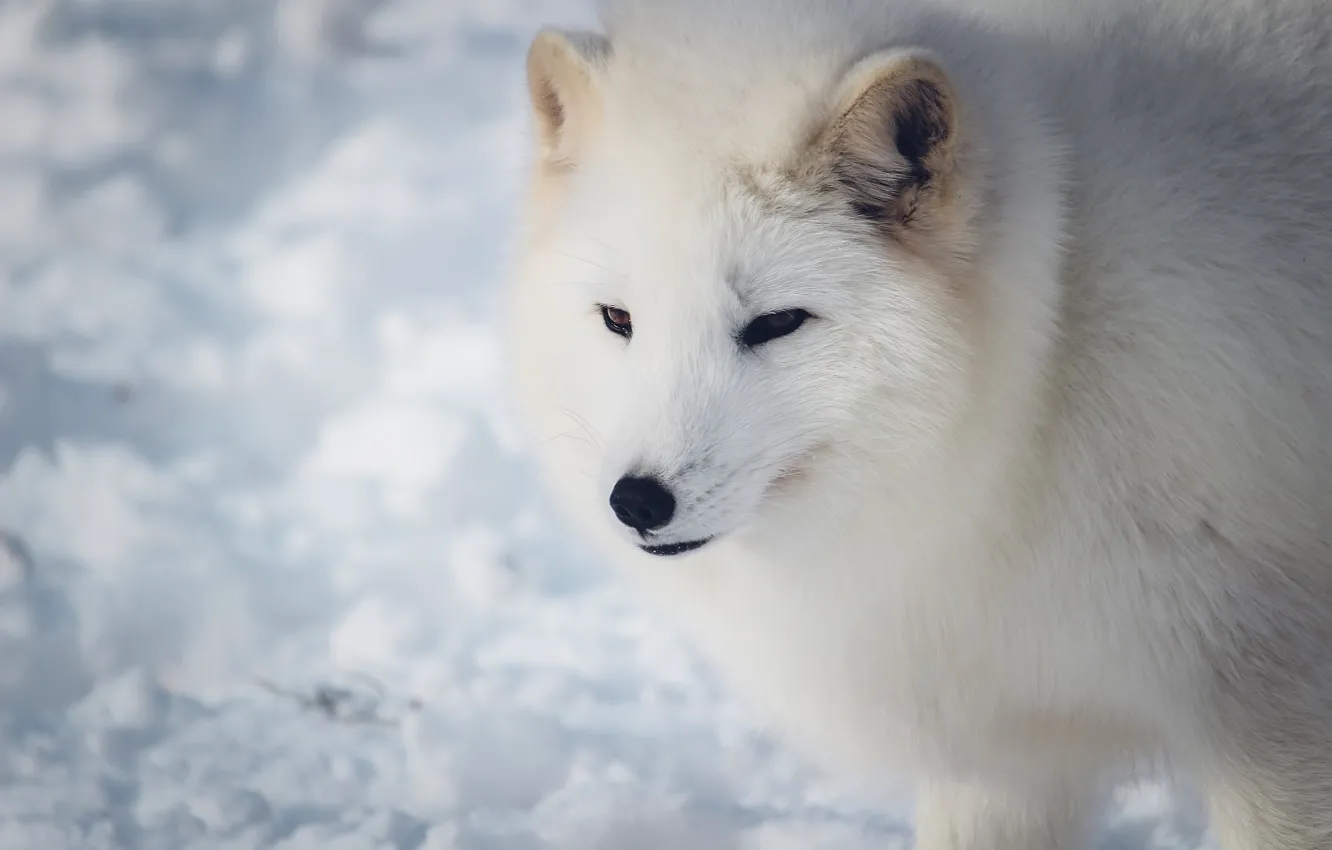 Photo wallpaper winter, white, look, face, snow, portrait, light background, Fox