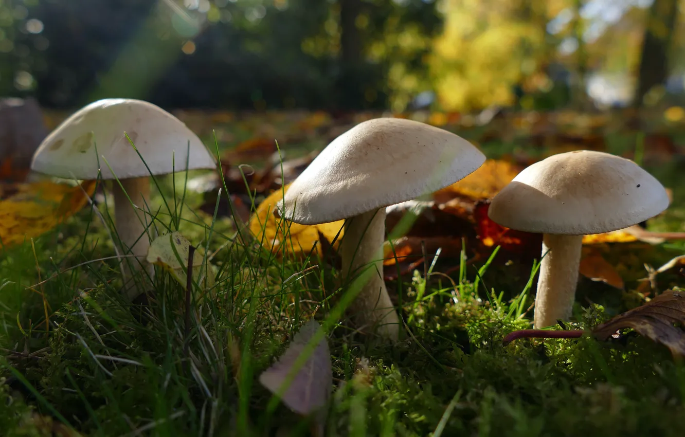 Photo wallpaper autumn, forest, grass, leaves, light, nature, glade, mushrooms