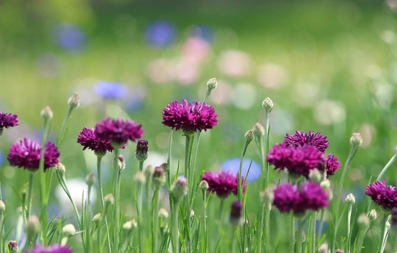 Photo wallpaper field, flowers, nature, cornflowers