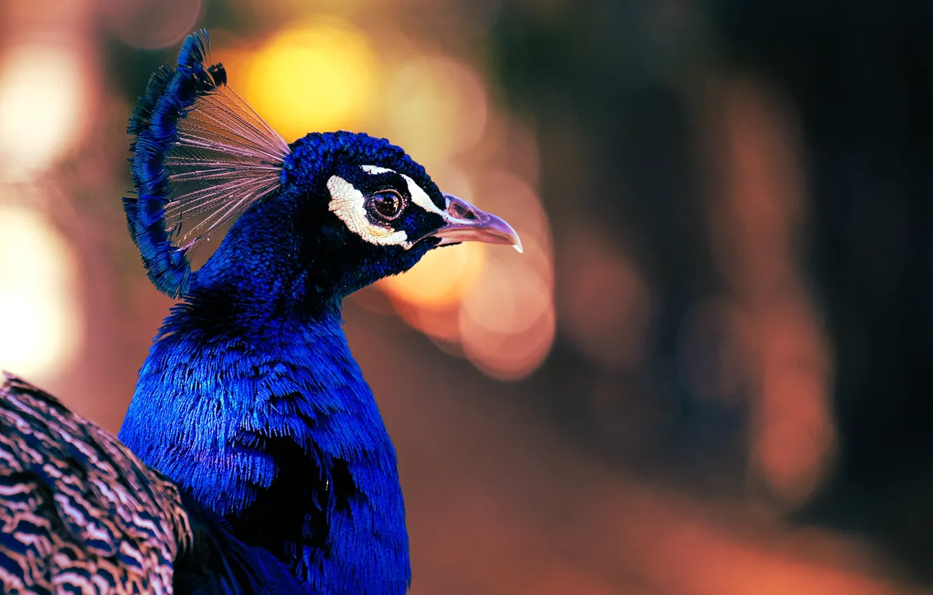 Photo wallpaper light, background, bird, portrait, peacock, bokeh