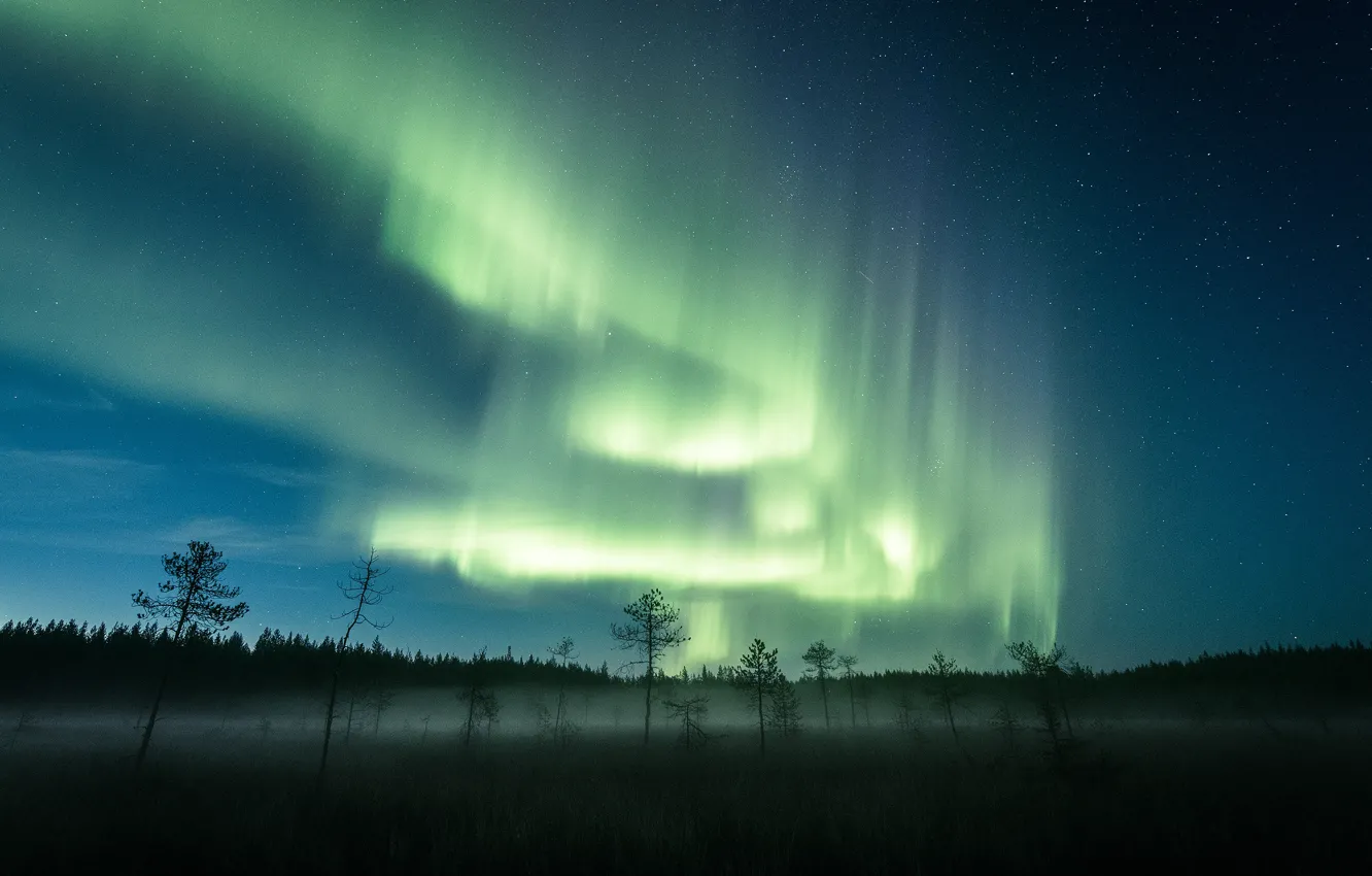 Photo wallpaper forest, trees, night, nature, fog, Northern lights, starry sky