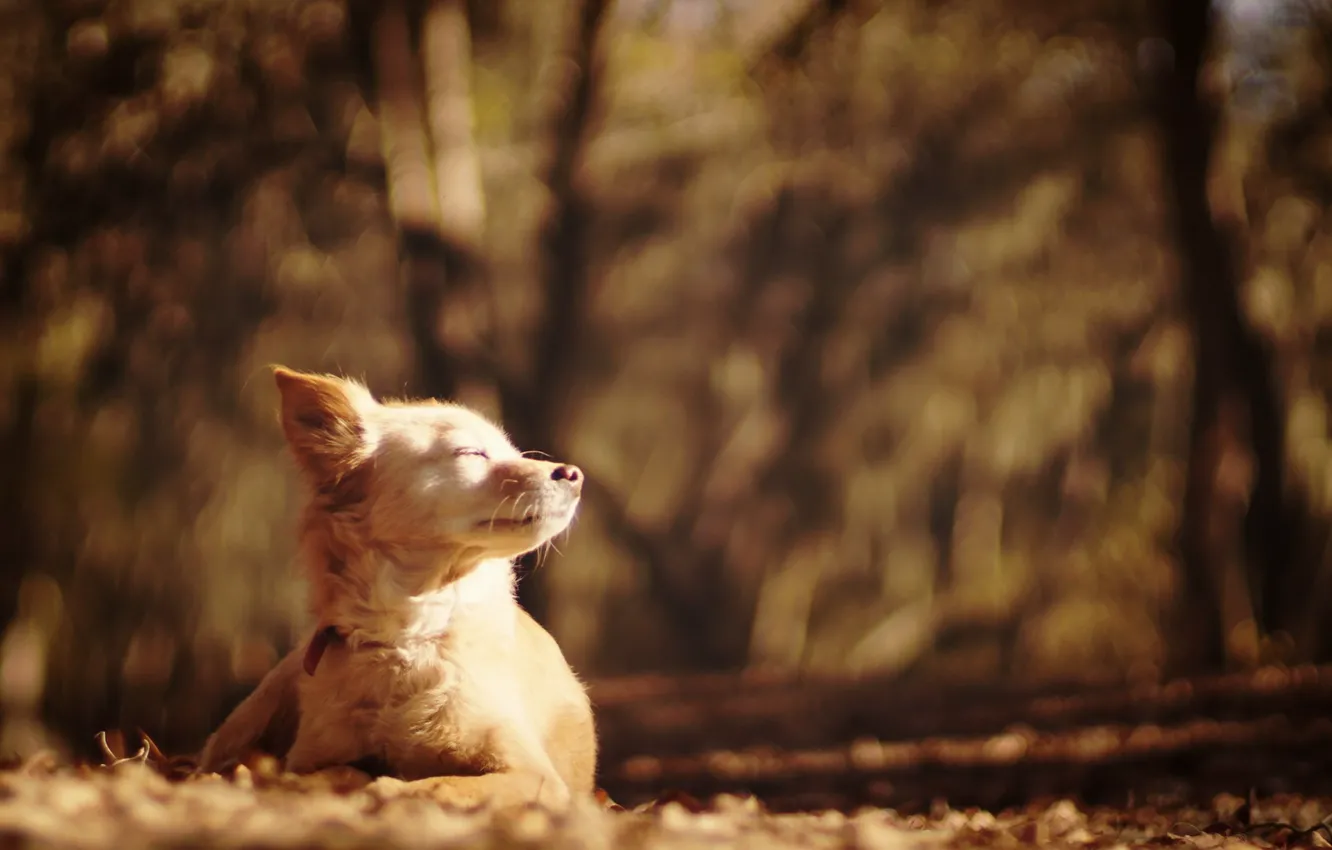 Photo wallpaper autumn, look, each, dog