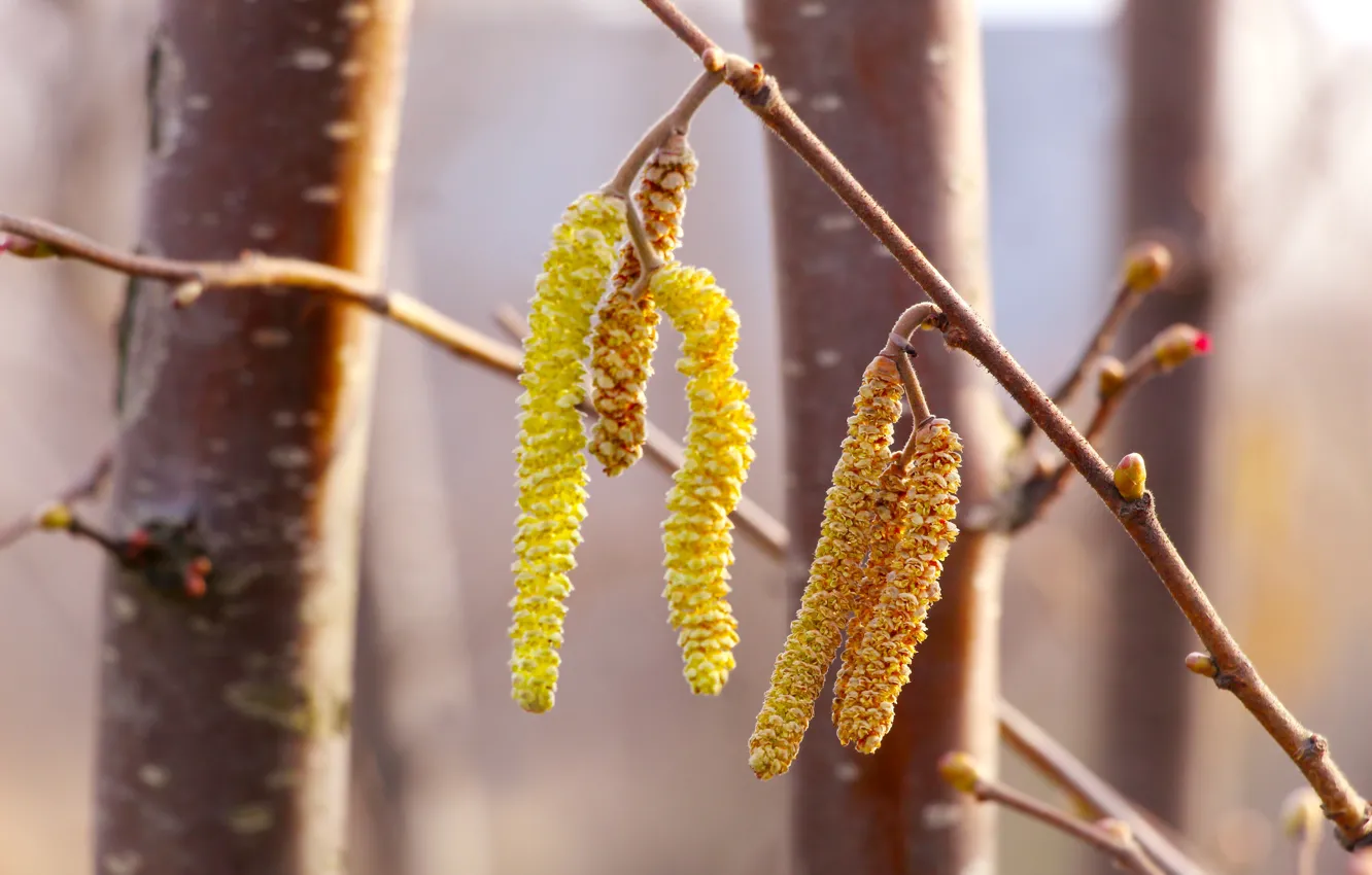 Photo wallpaper forest, tree, twig