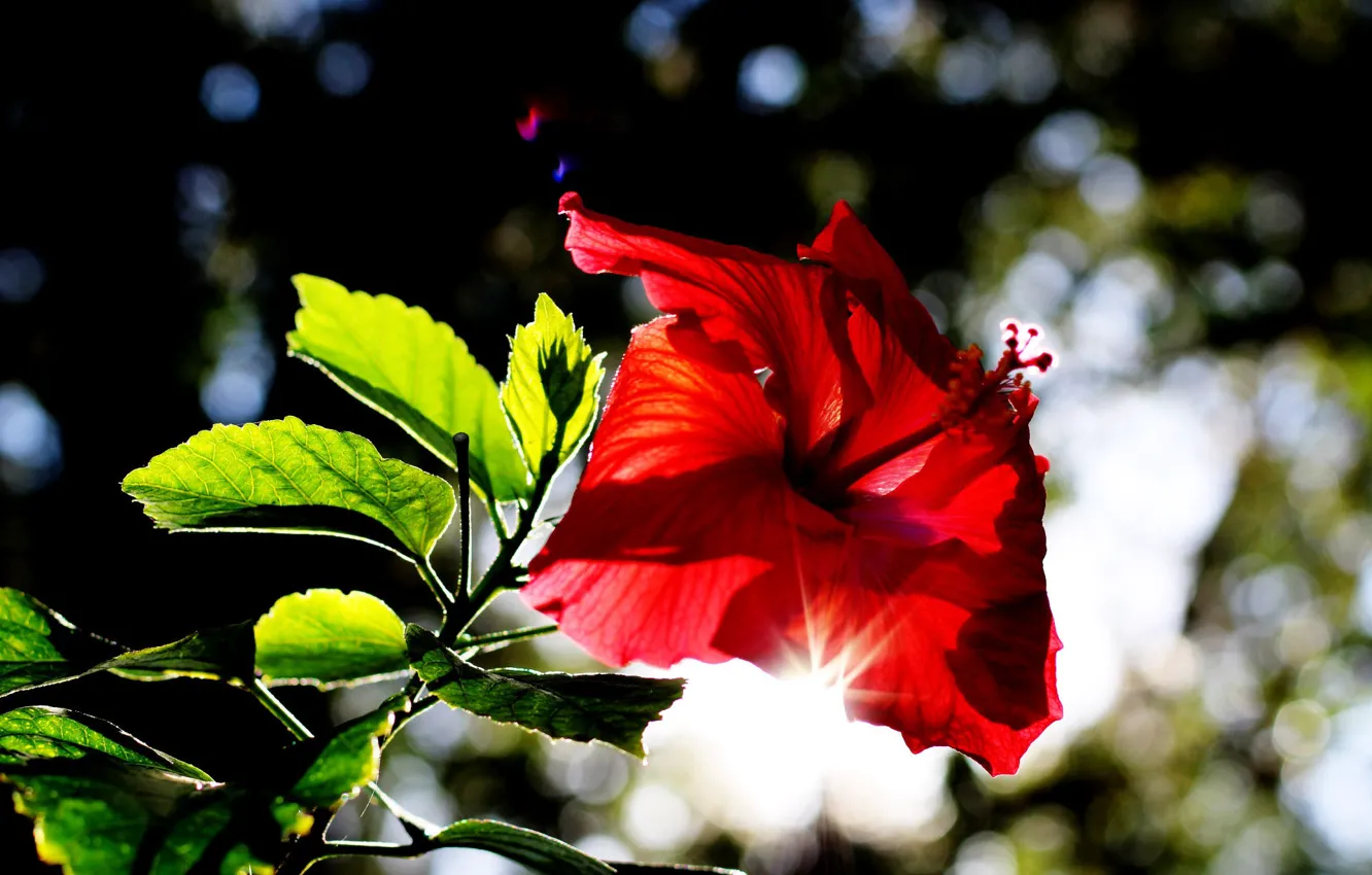 Photo wallpaper flowers, red, hibiscus