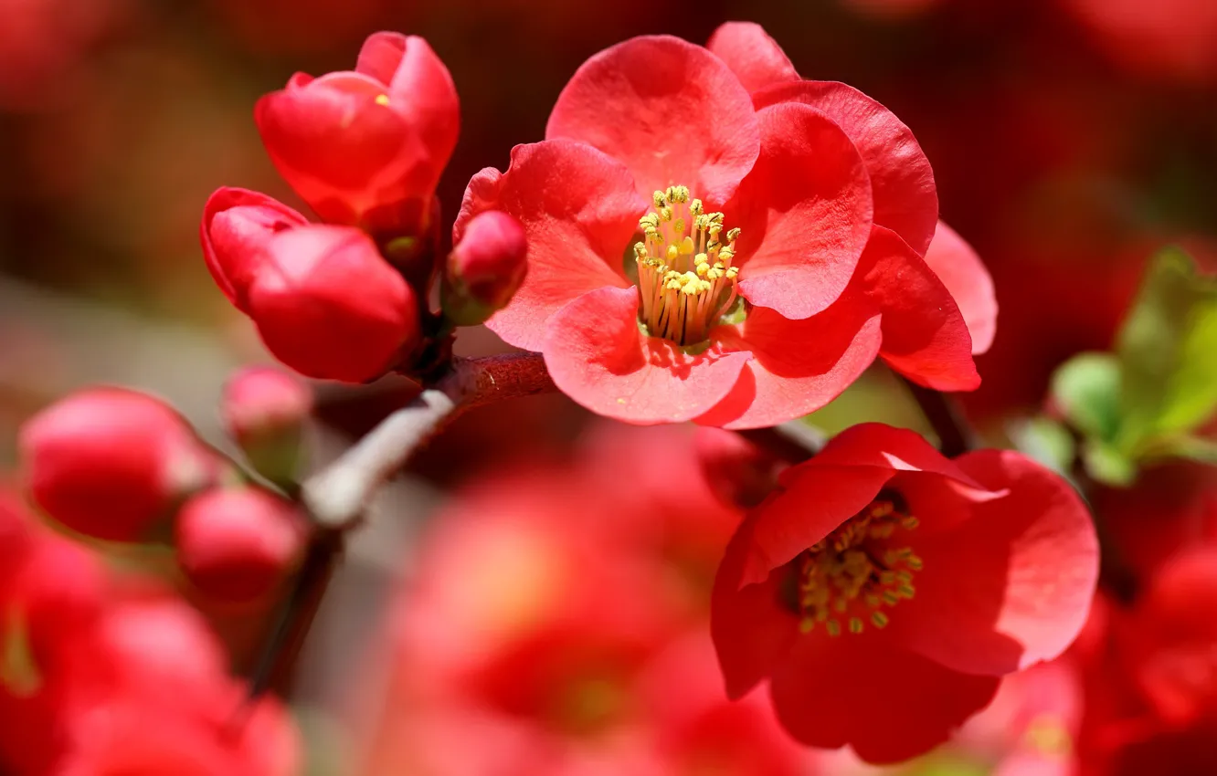 Photo wallpaper flowers, red, spring, flowering, quince