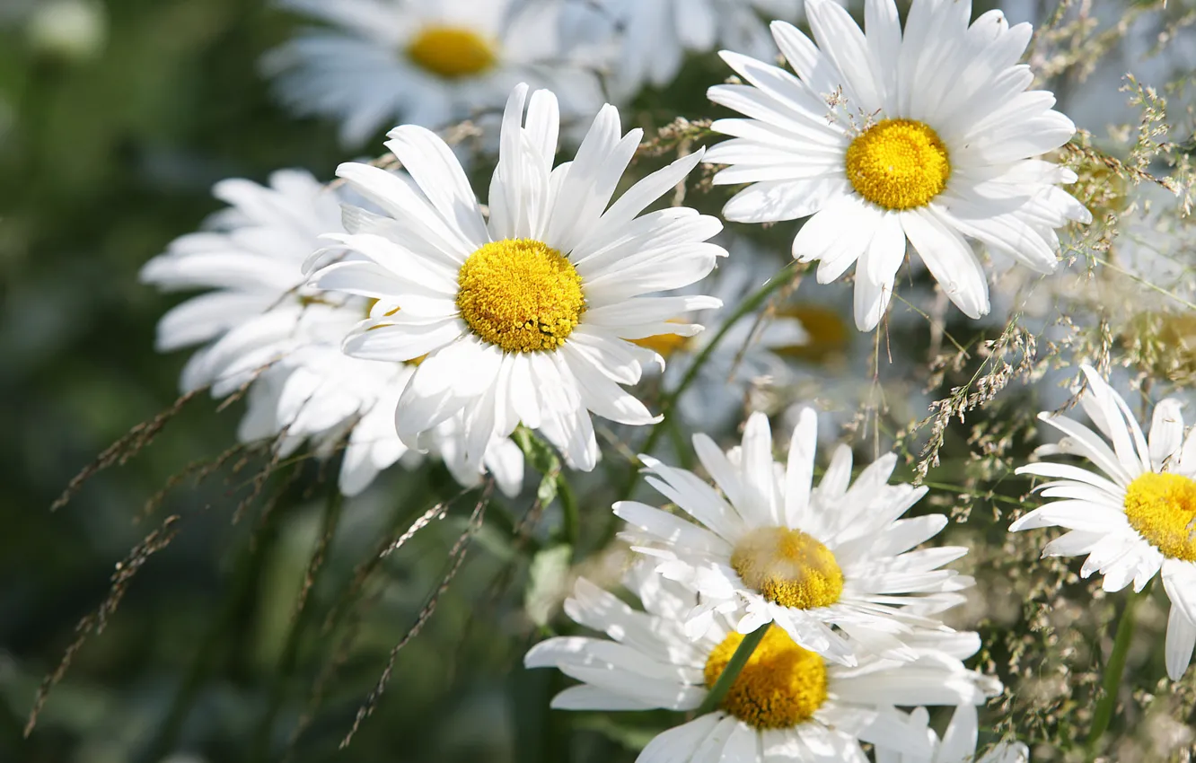 Photo wallpaper flowers, chamomile, white, leucanthemum