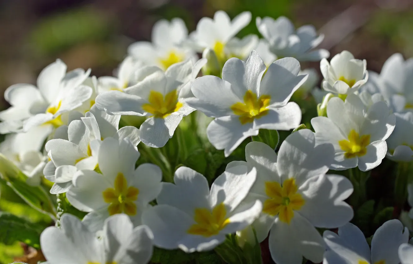 Photo wallpaper macro, flowers, nature, tenderness, plant, beauty, spring, April