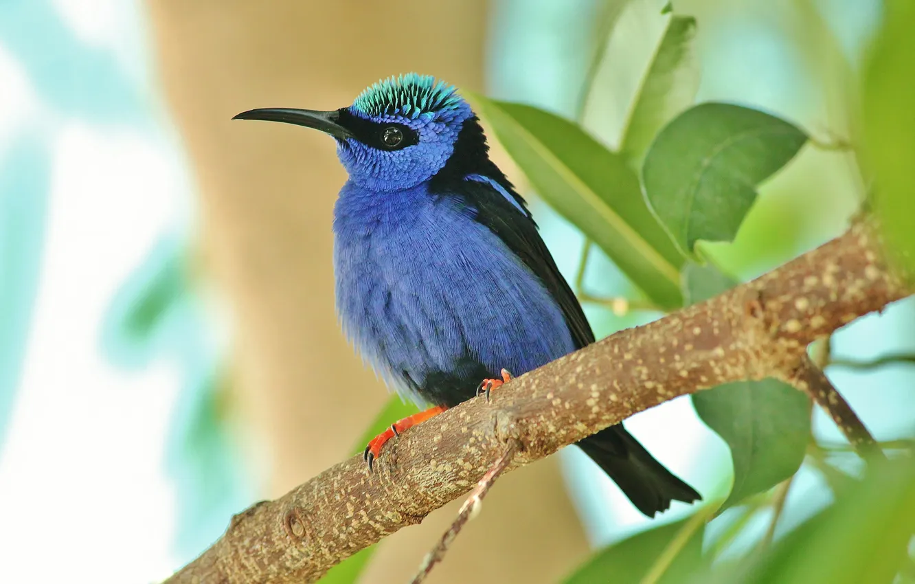 Photo wallpaper leaves, trees, branches, bird