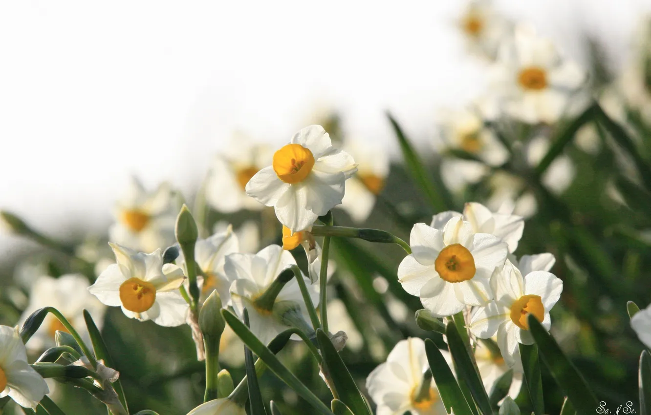 Photo wallpaper spring, white, daffodils
