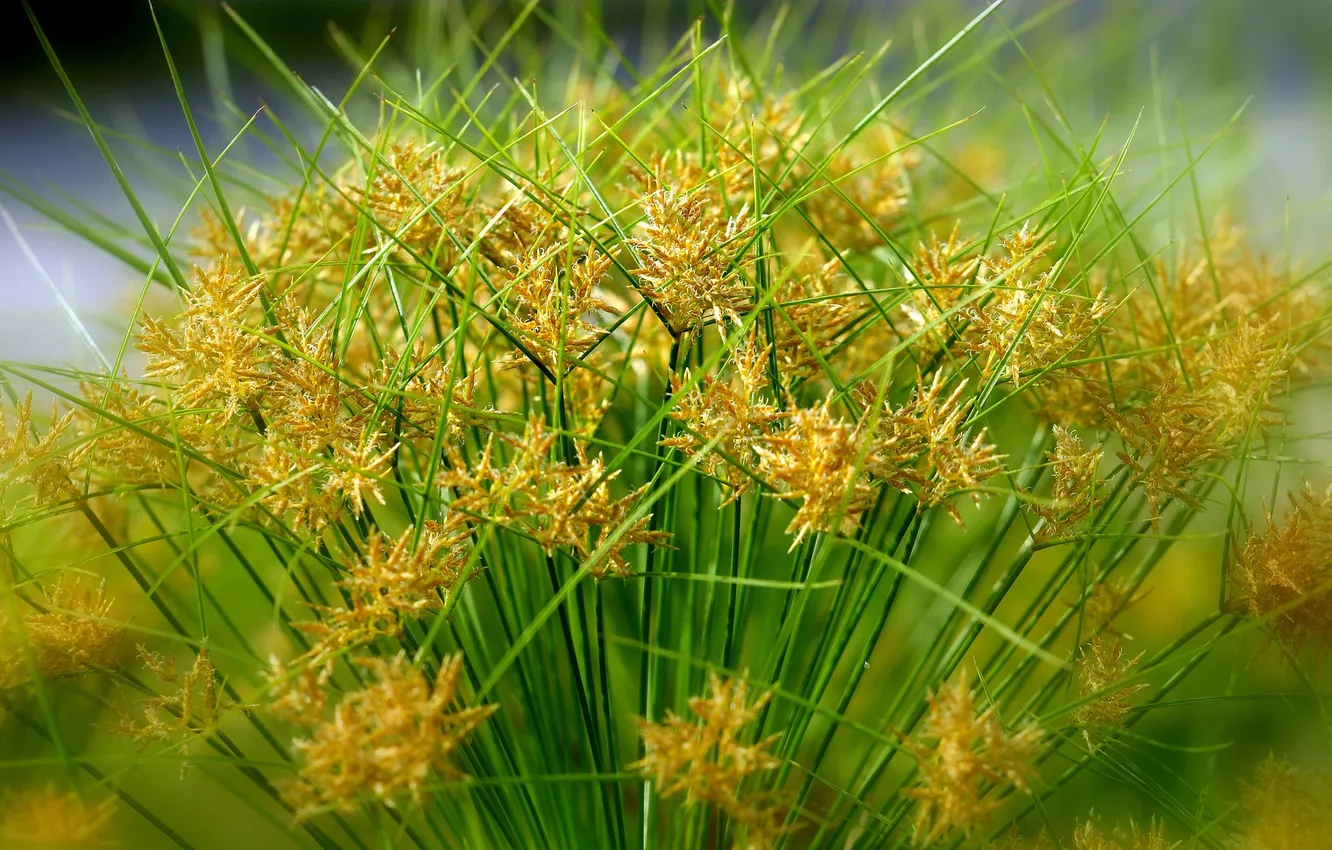 Photo wallpaper grass, macro, plant