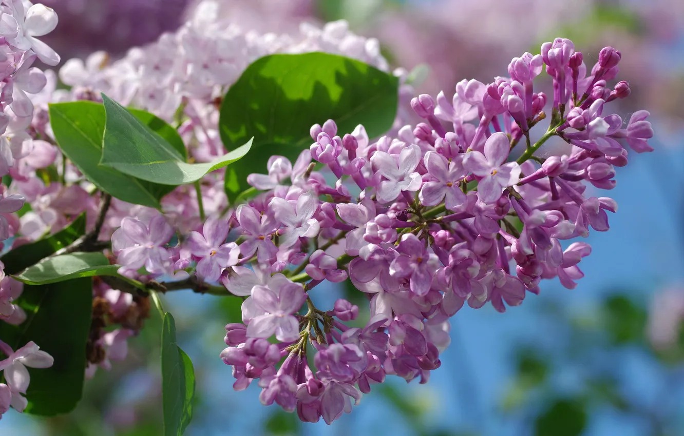 Photo wallpaper the sky, macro, lilac