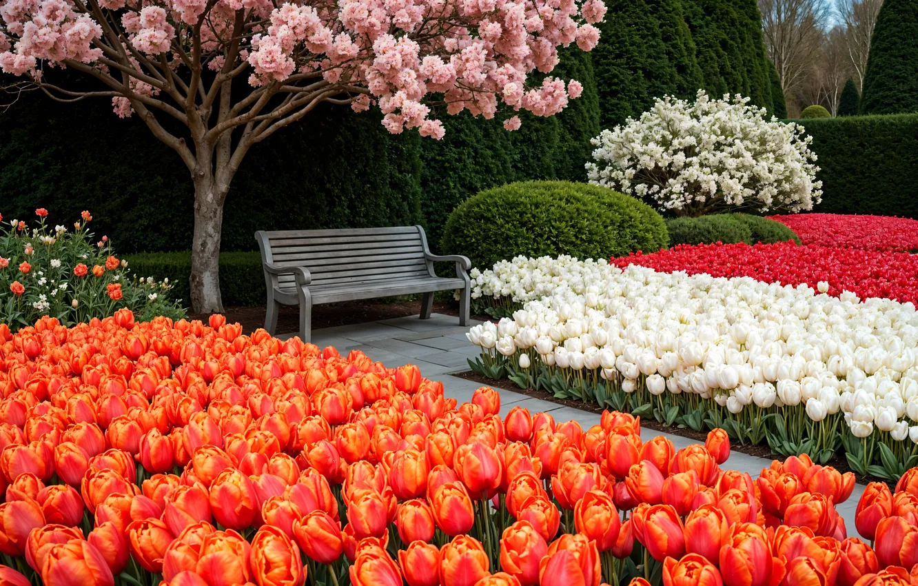 Photo wallpaper trees, flowers, Park, spring, Sakura, tulips, flowering, trees
