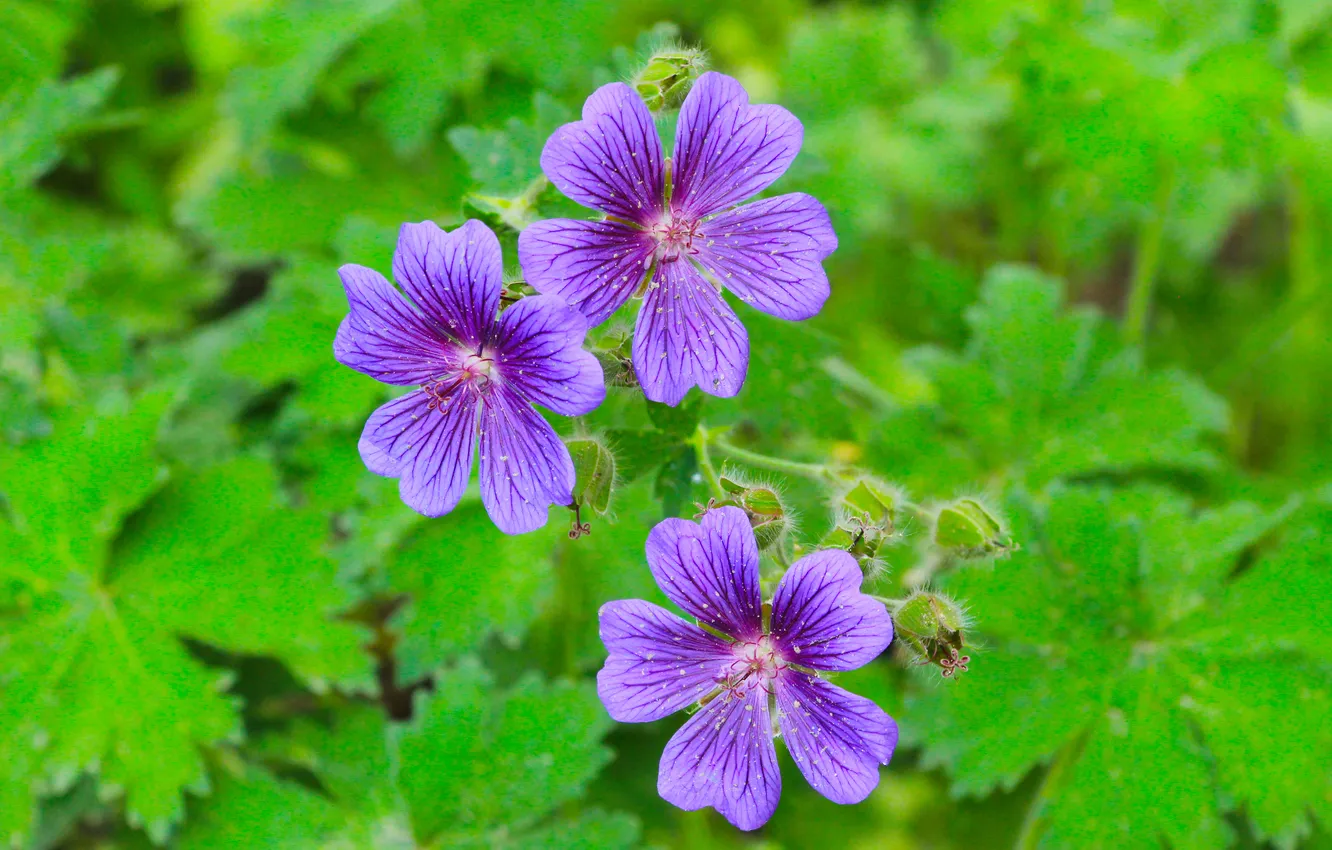 Photo wallpaper flower, blue, blumming