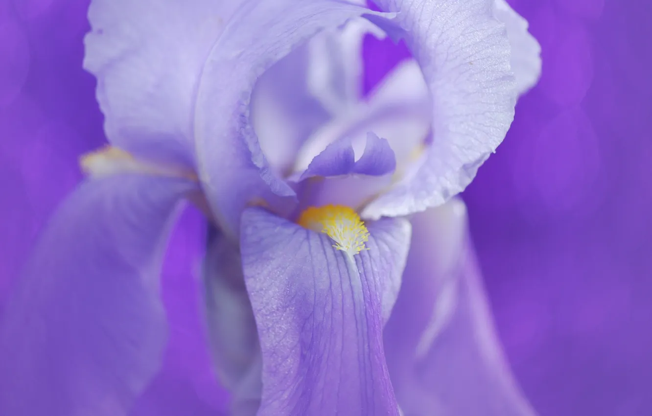 Photo wallpaper flower, petals, iris