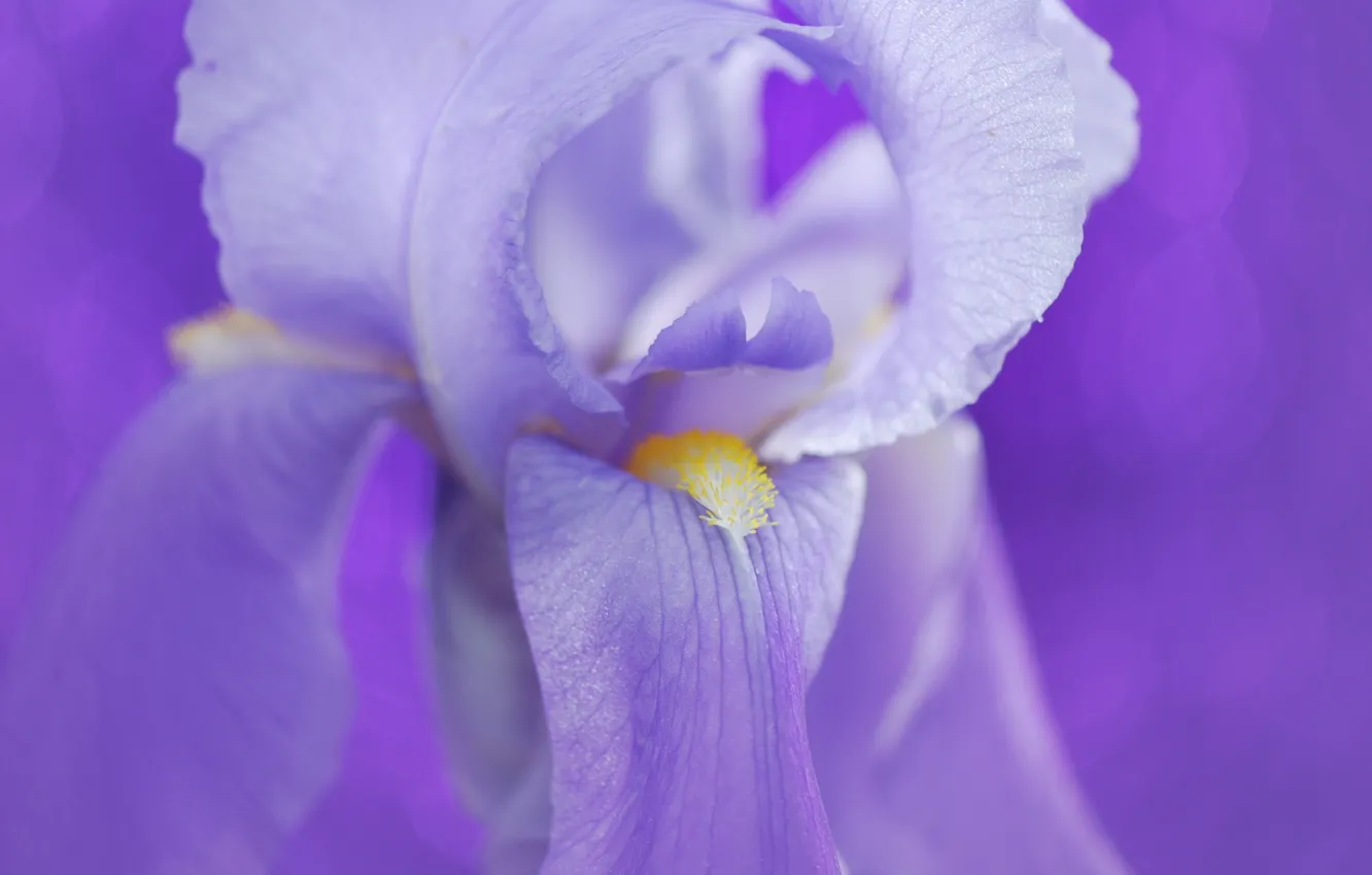 Photo wallpaper flowers, petals, iris