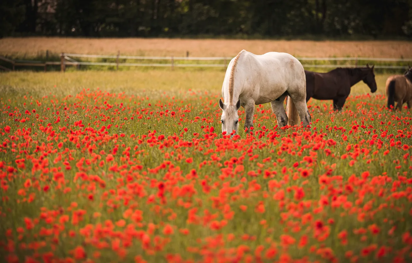 Photo wallpaper field, white, summer, flowers, nature, horse, horse, Maki