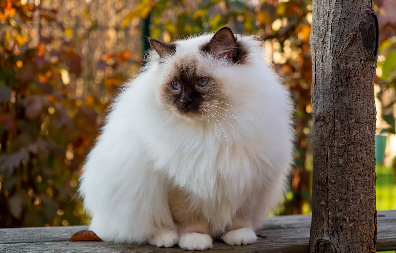 Photo wallpaper autumn, cat, cat, look, trees, bench, foliage, Board