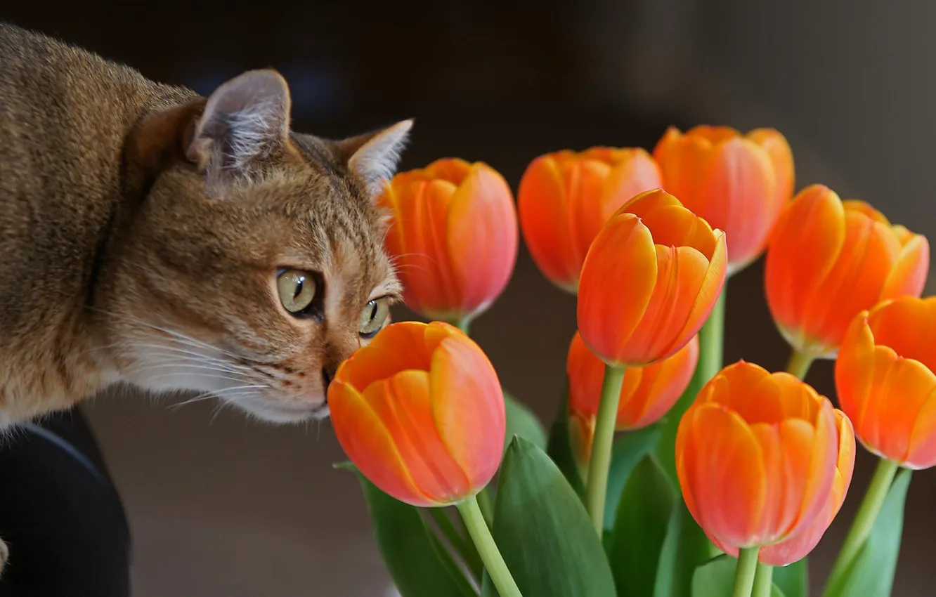 Photo wallpaper flowers, Cat, tulips, curiosity
