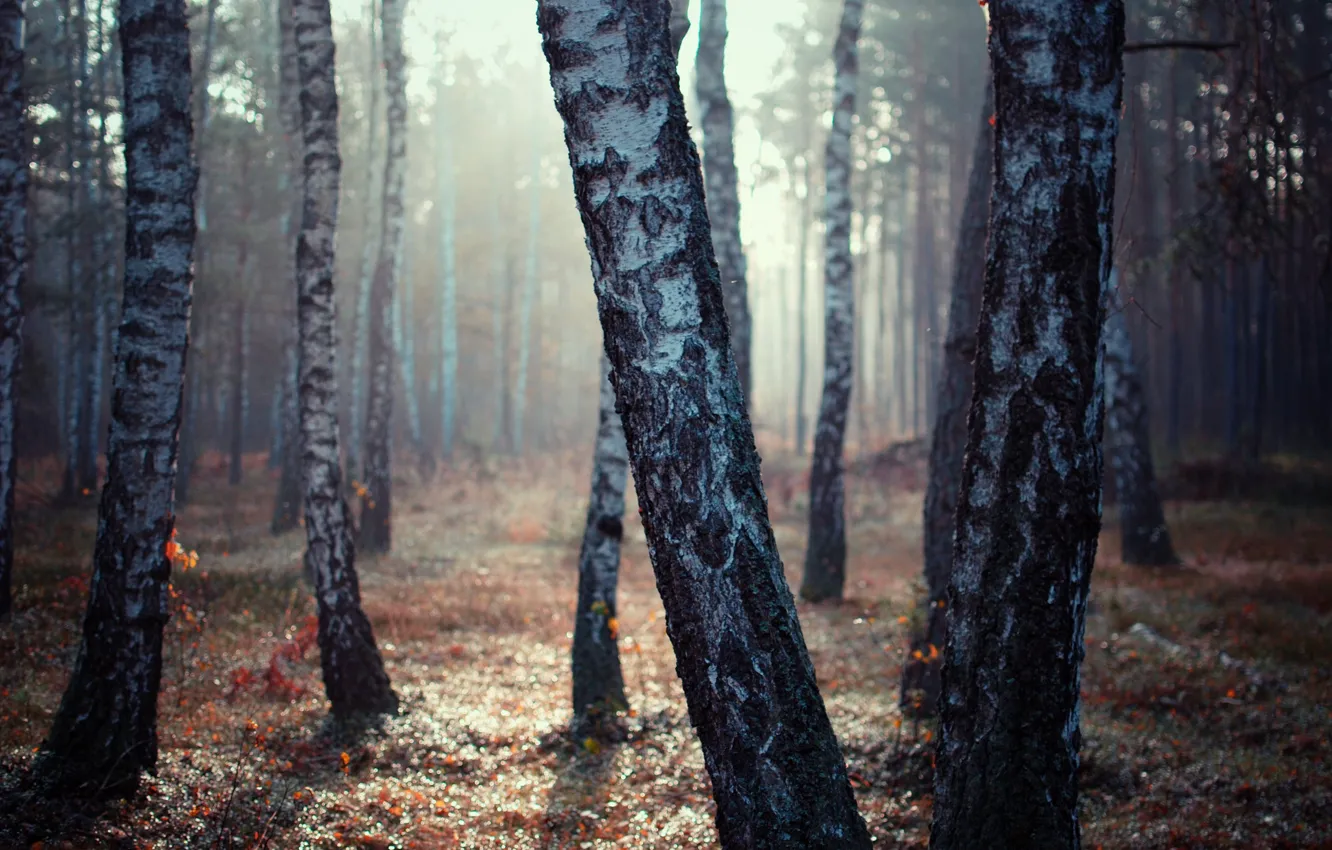 Photo wallpaper forest, light, birch