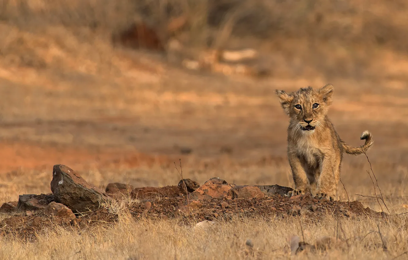 Photo wallpaper look, nature, pose, stones, baby, cub, face, lion