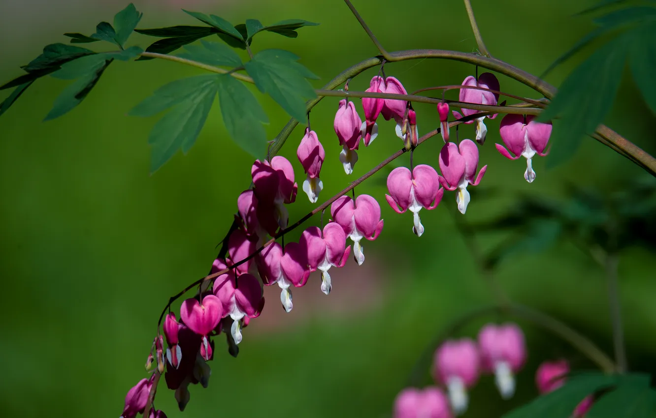 Photo wallpaper flowers, may, broken heart