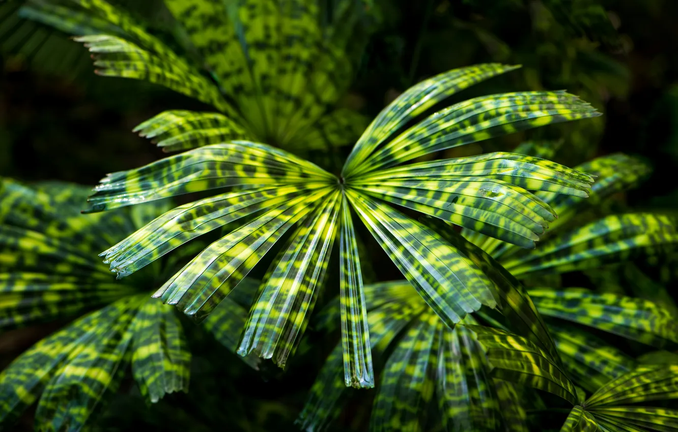 Photo wallpaper leaves, macro, plant
