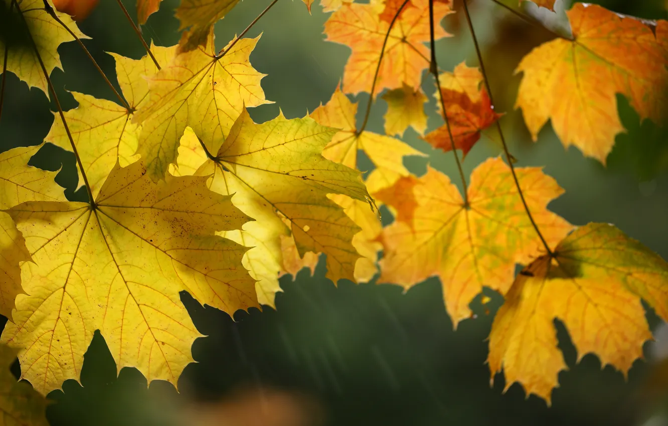 Photo wallpaper autumn, leaves, macro, maple