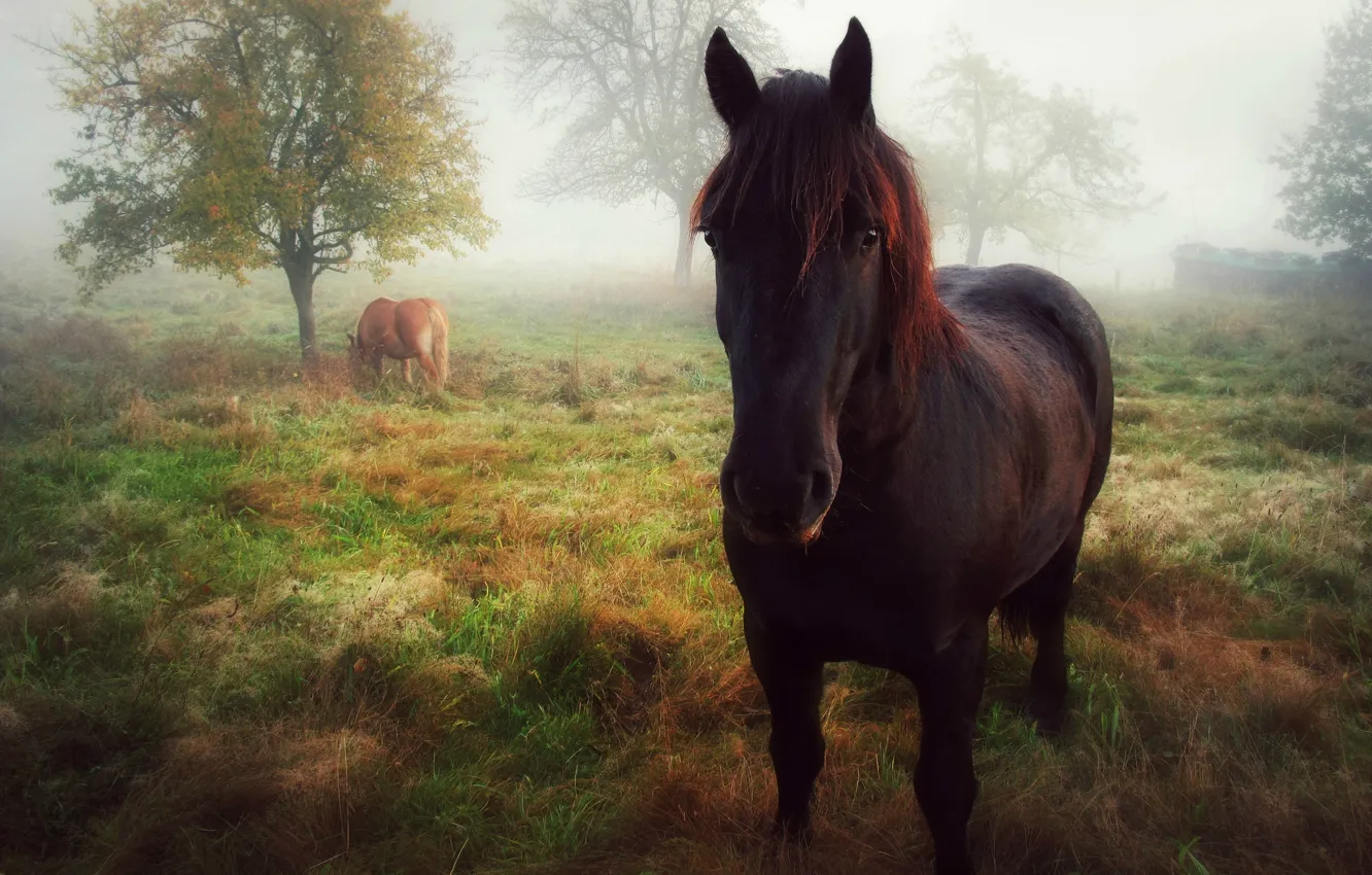 Photo wallpaper autumn, look, fog, horse, morning, posing, horse