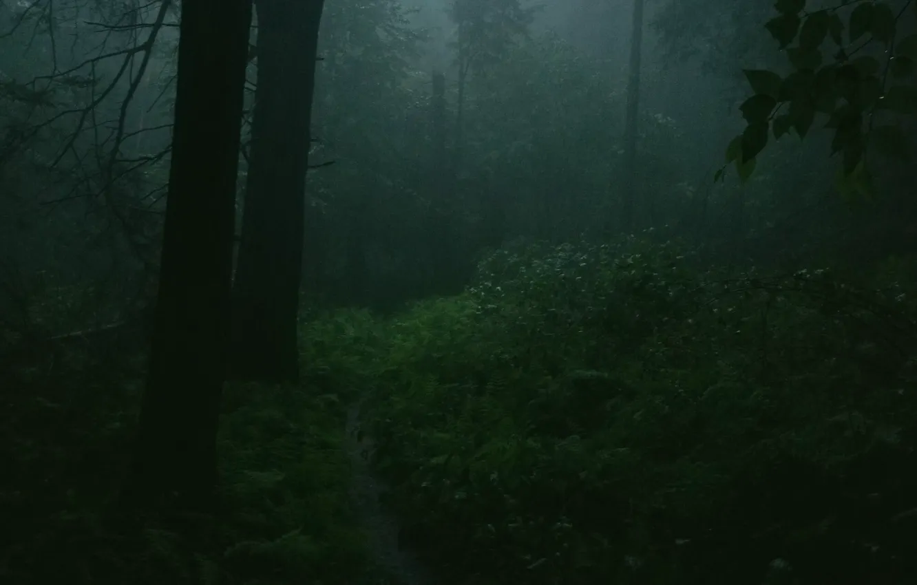 Photo wallpaper forest, trees, nature, rain, USA, PA, path