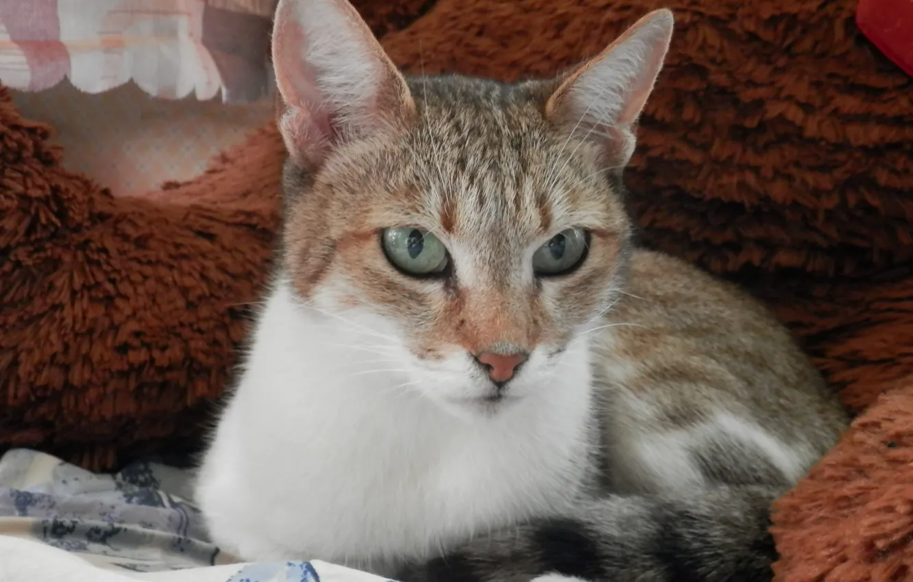 Photo wallpaper cat, striped, cat, yellow eyes