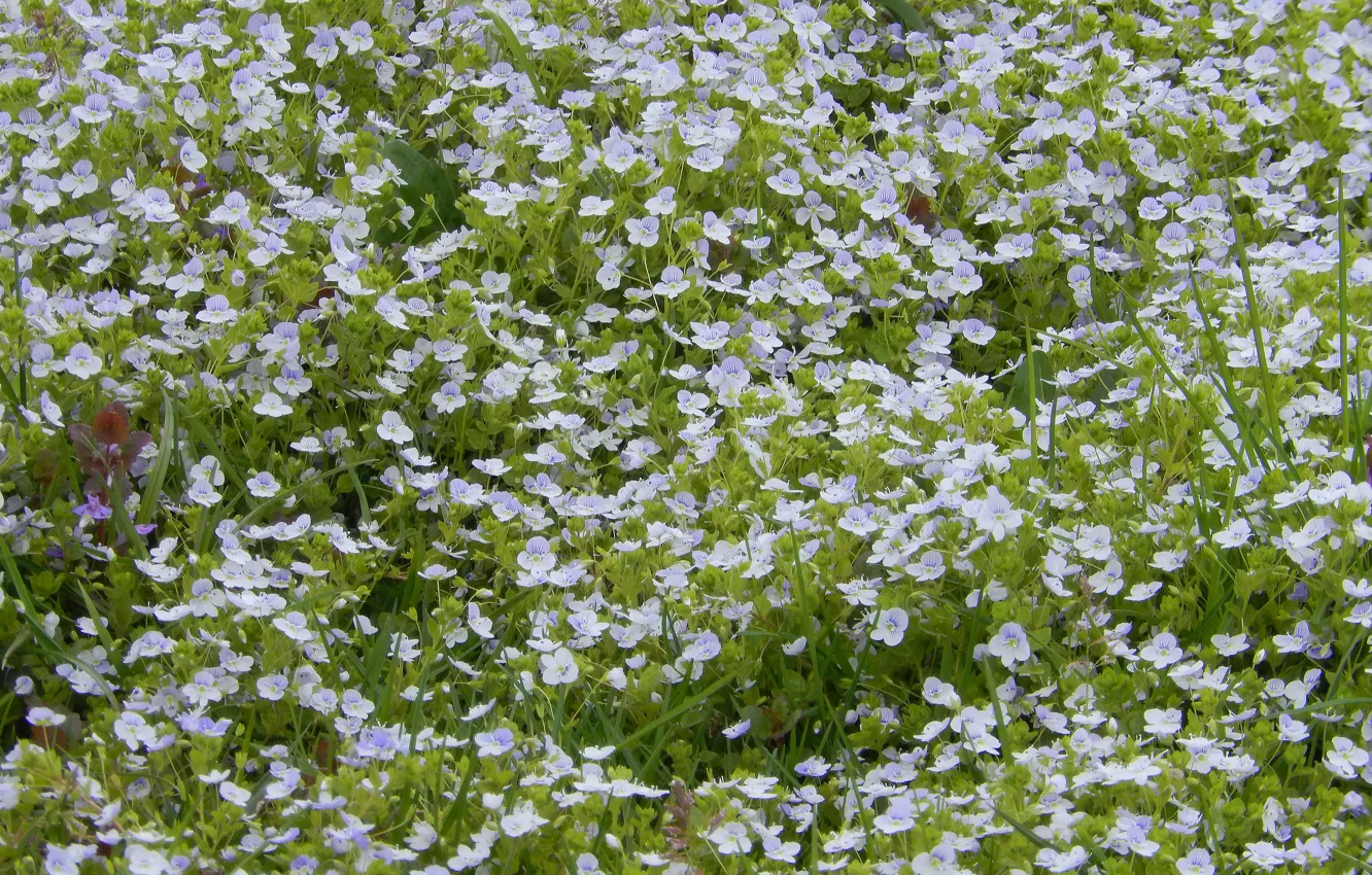 Photo wallpaper grass, flowers, nature, widescreen, Wallpaper, spring, wallpaper, widescreen