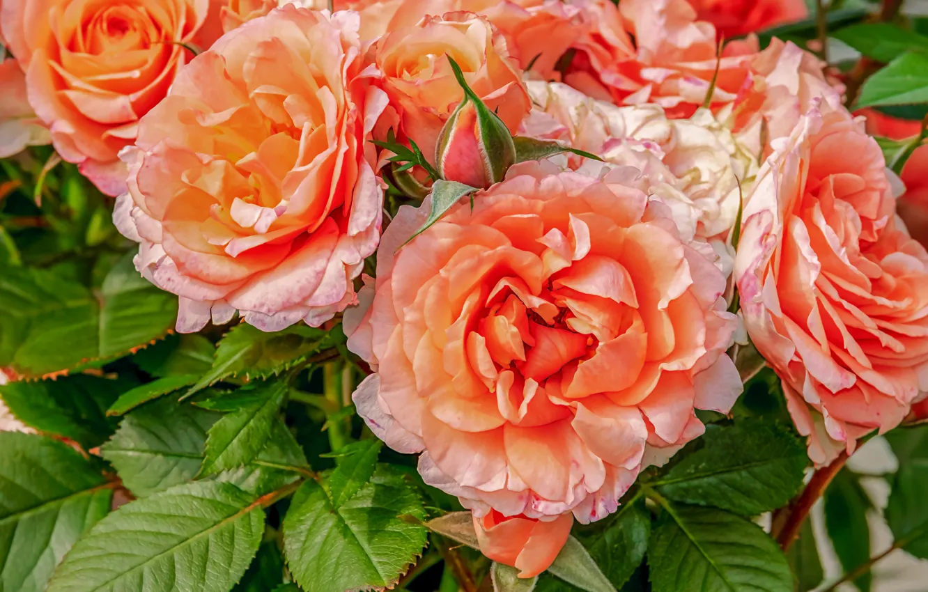 Photo wallpaper roses, beauty, petals, buds, the bushes
