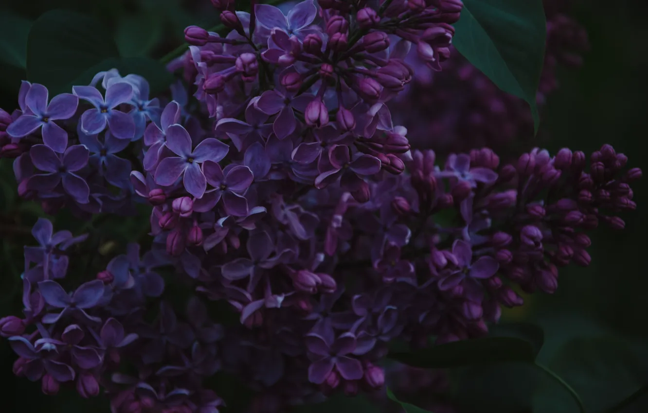 Photo wallpaper leaves, spring, lilac
