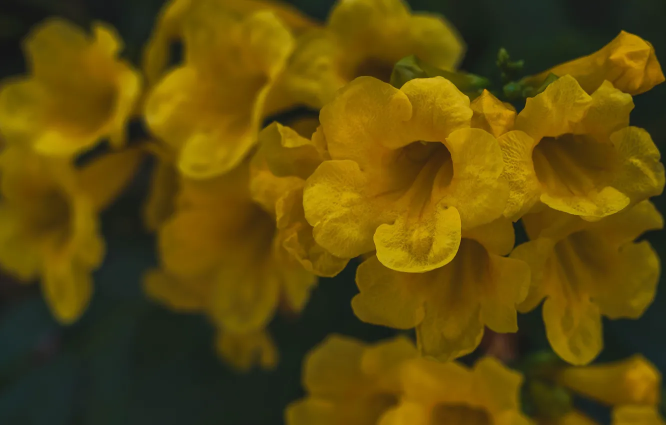 Photo wallpaper nature, petals, inflorescence