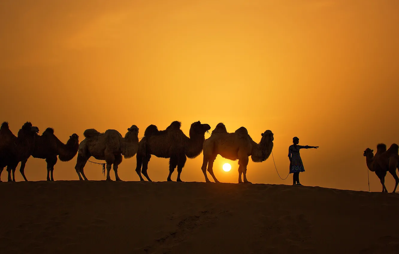 Photo wallpaper the sun, sunset, silhouette, camel, caravan