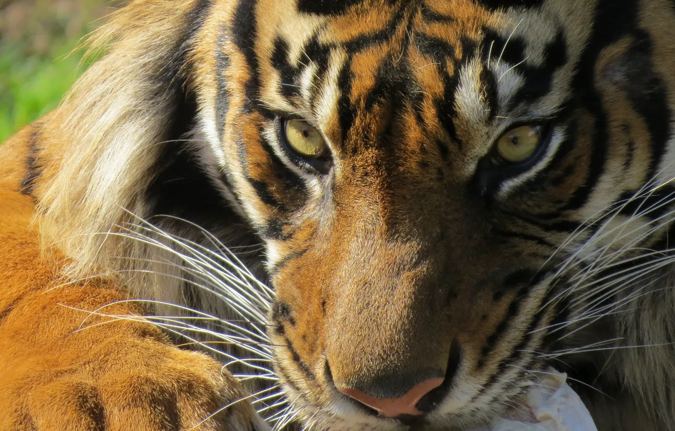 Photo wallpaper eyes, look, tiger