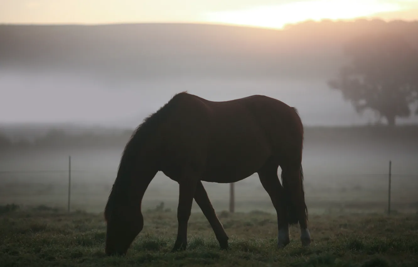 Photo wallpaper field, animals, grass, fog, landscapes, horses, morning, horse