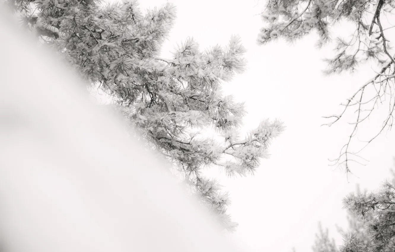 Photo wallpaper Winter, branch, pine, needles.