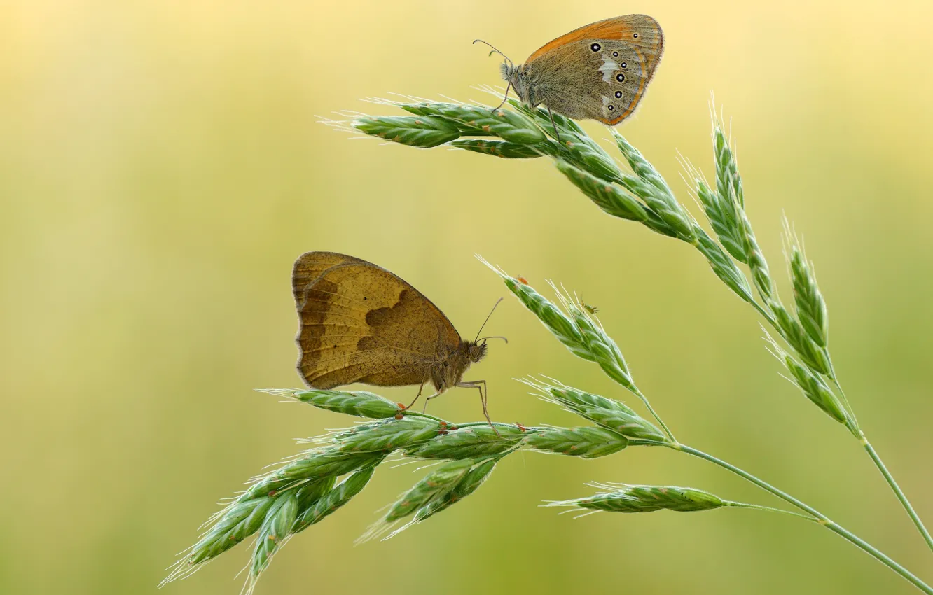 Photo wallpaper macro, background, butterfly, two, spikelets, pair, insect, ears